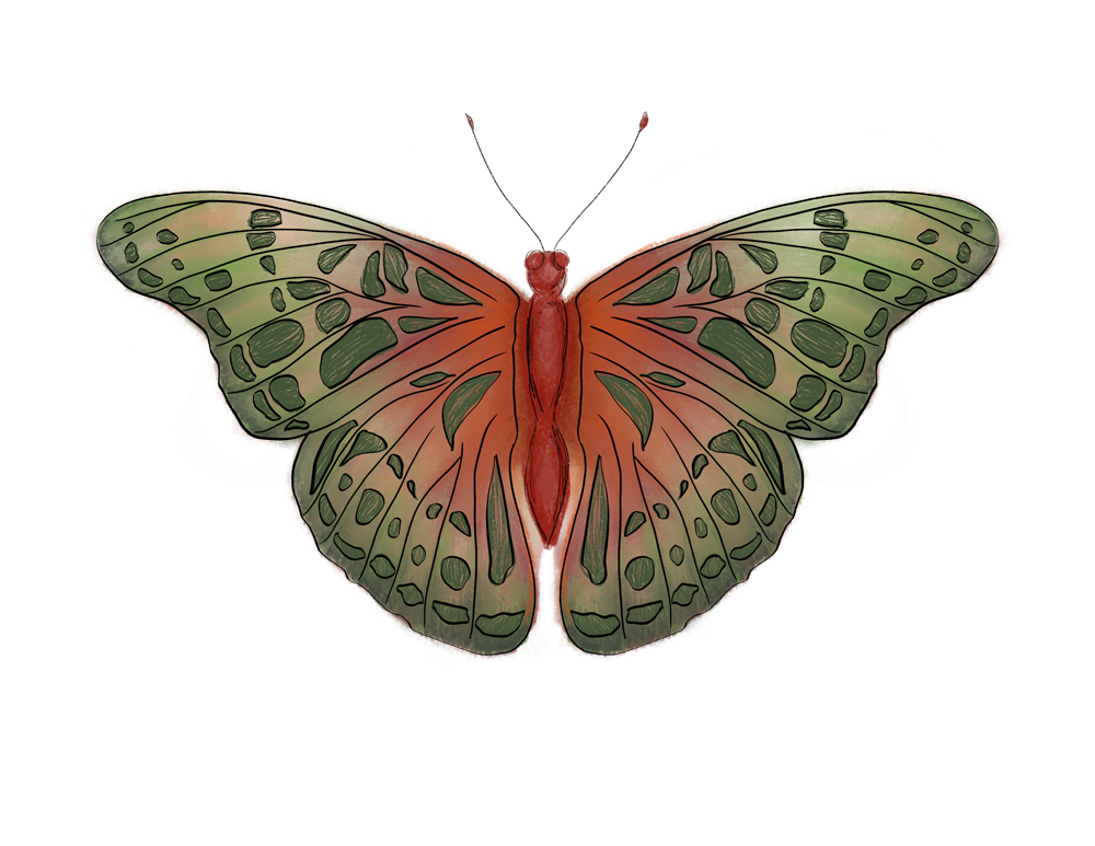 Butterfly with burnt orange center, fading out to forest green edges of the wings.