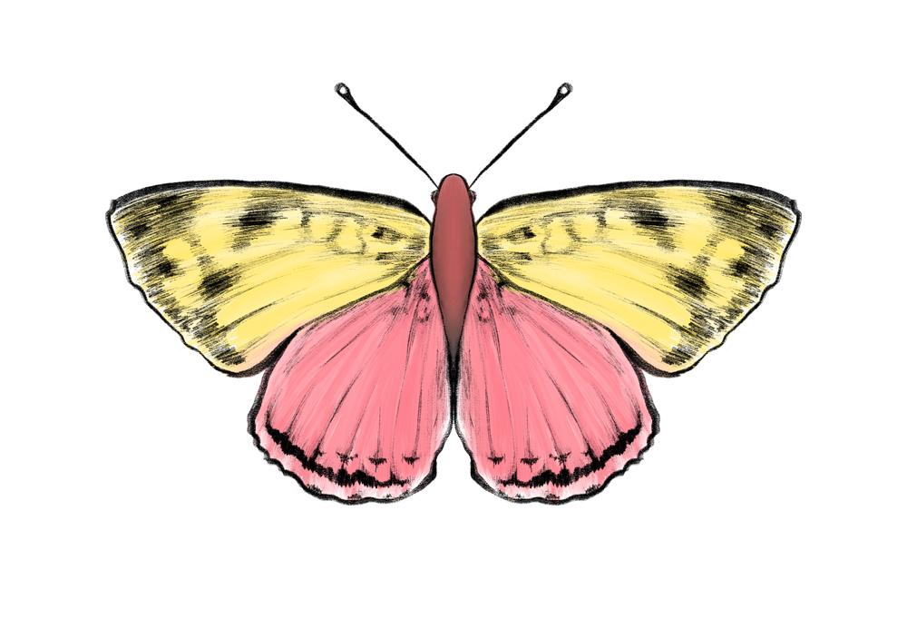 Yellow and pink butterfly drawing.